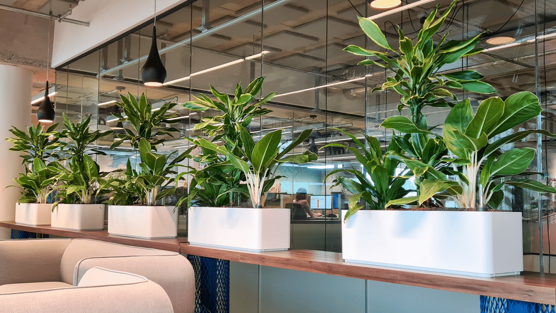 Interieurbeplanting Hoogendoorn