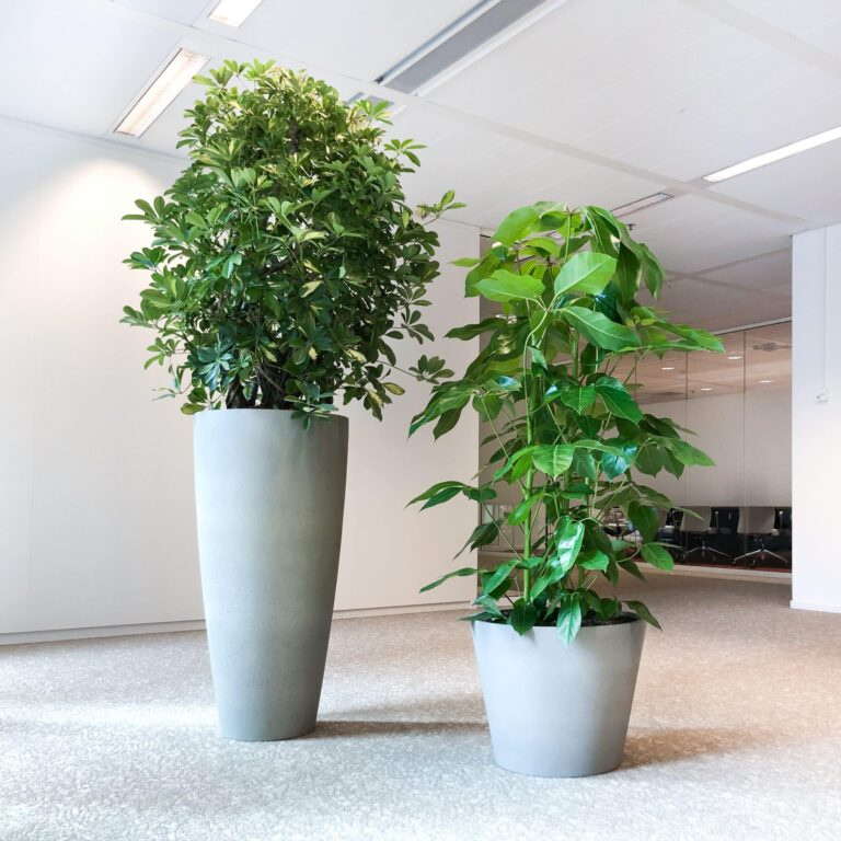 Kantoorplant van juni 2020 Schefflera