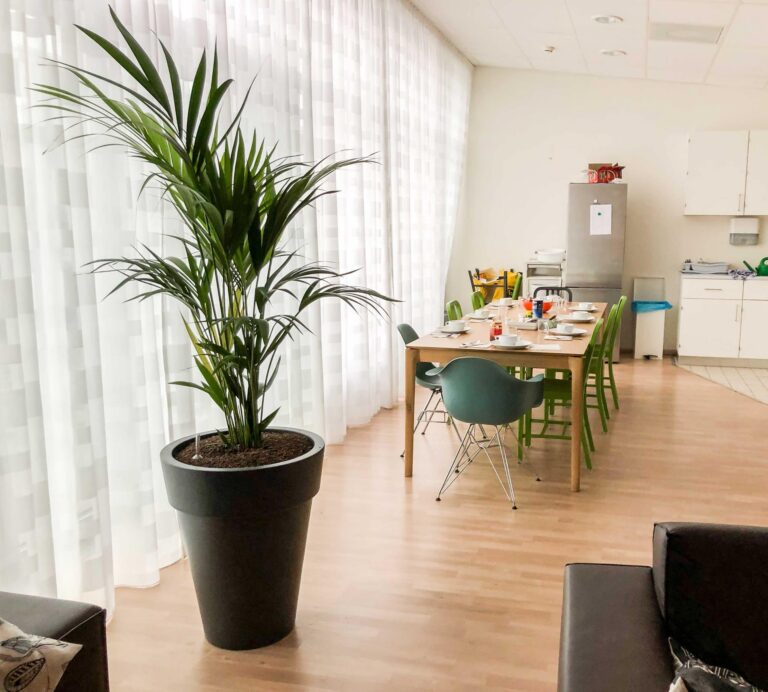 kentia palm in huiskamer
