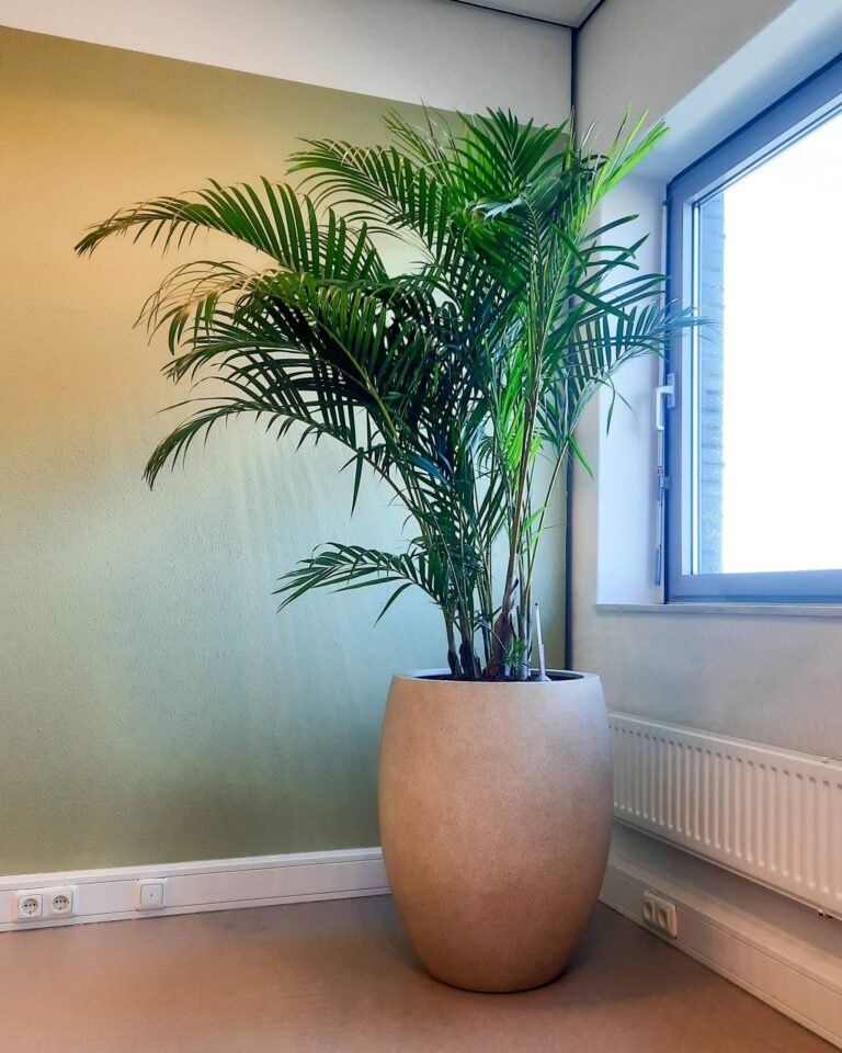 Plant in pot interieurbeplanting op hoofdkantoor Arkin