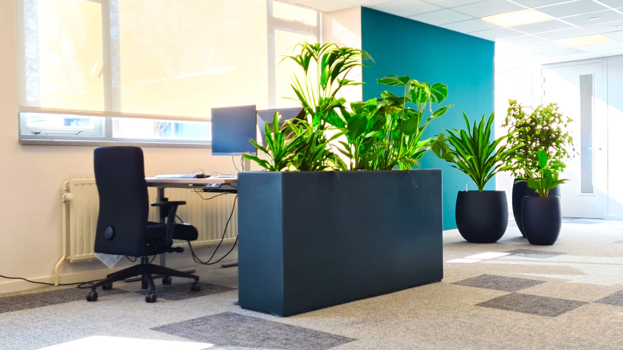Novadic-Kentron roomdivider op kantoor met Burley, Ficus en Philodendron imperial green