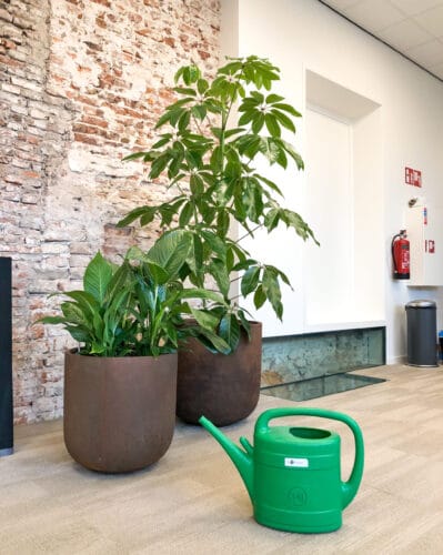 Onderhoud kantoorbeplanting