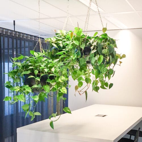 Hangplanten op kantoor Apeldoorn