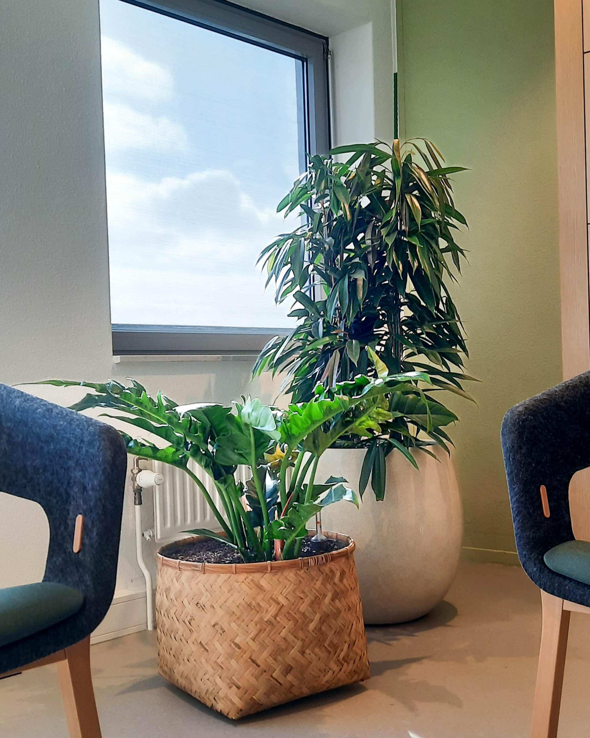 Philodendron narrow en Ficus amstel king in Bohemian en Grigio bij Arkin