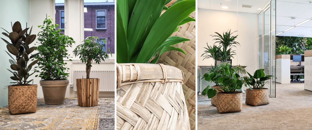 Plantenbakken stijl hoogendoorn projectbeplanting