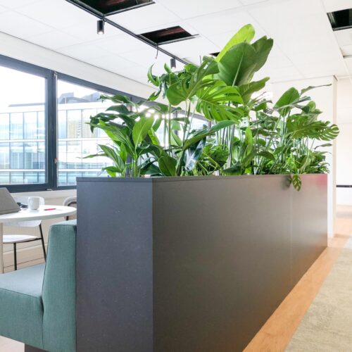 Strelitzia in groep hydro planten