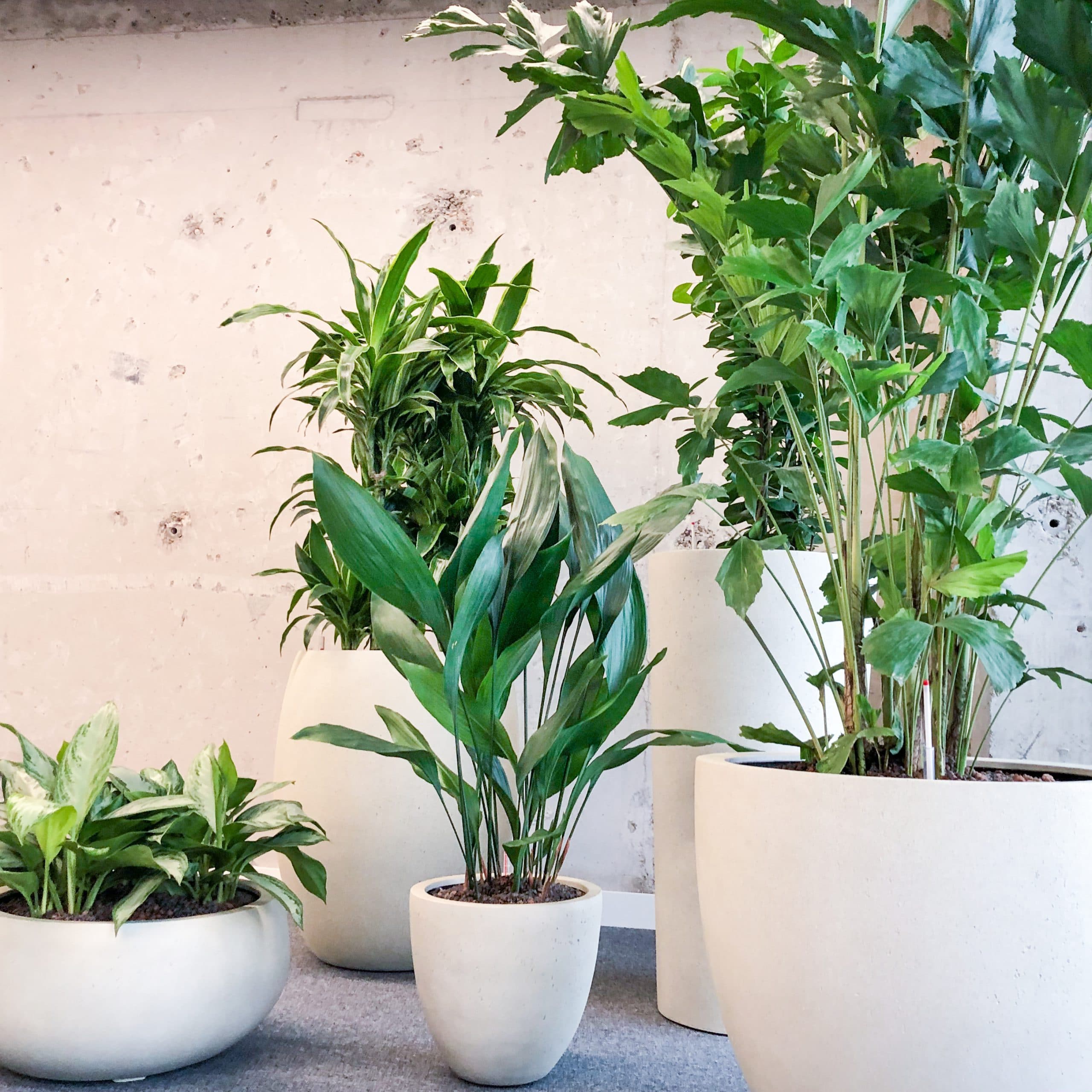 Gezonde plantengroep op hydrocultuur