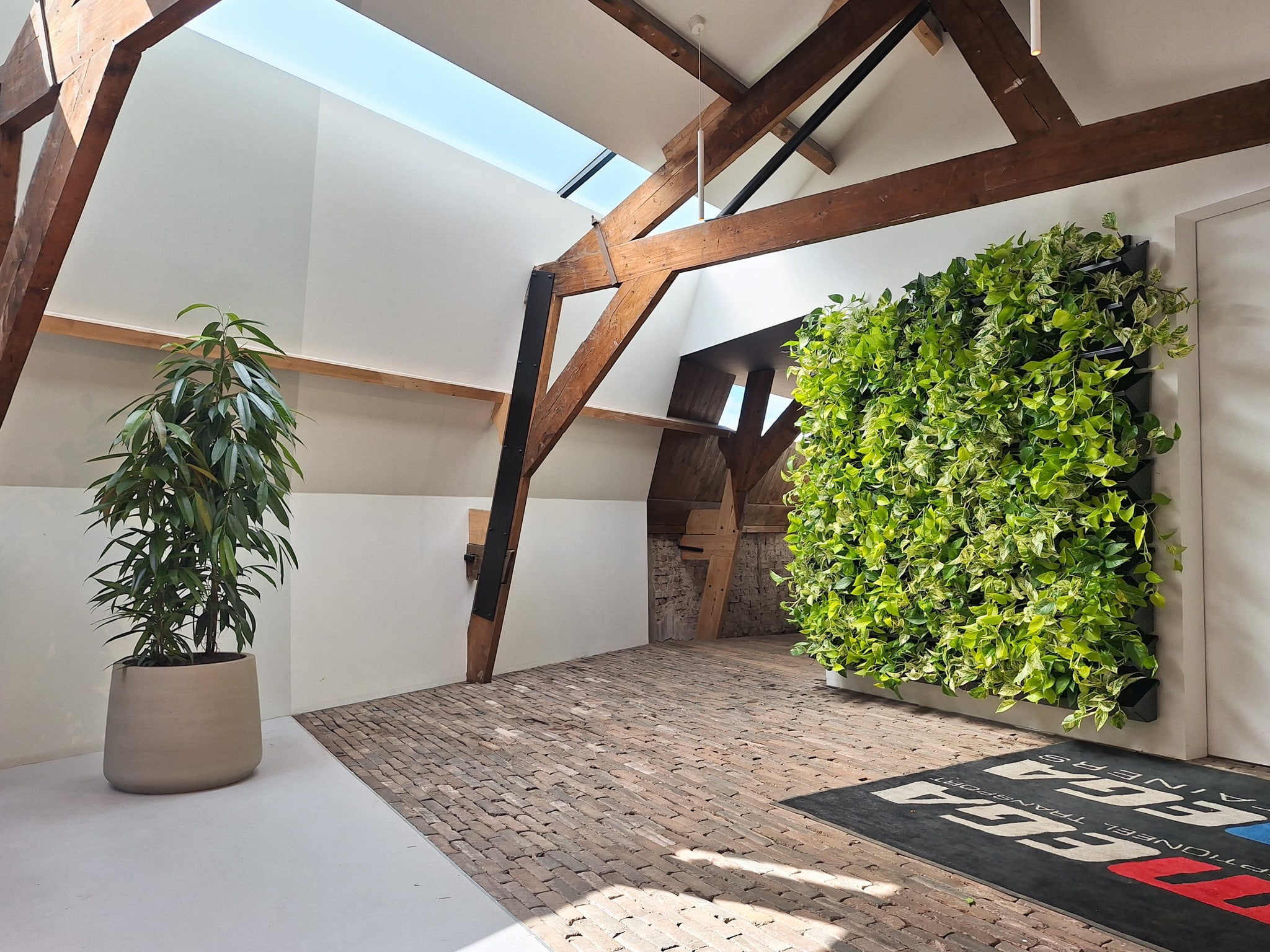 Plantenwand en Ficus amstel king in Jumbo Patt bij Megatransport
