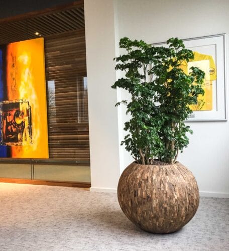 Interieurbeplanting bij ARAG
