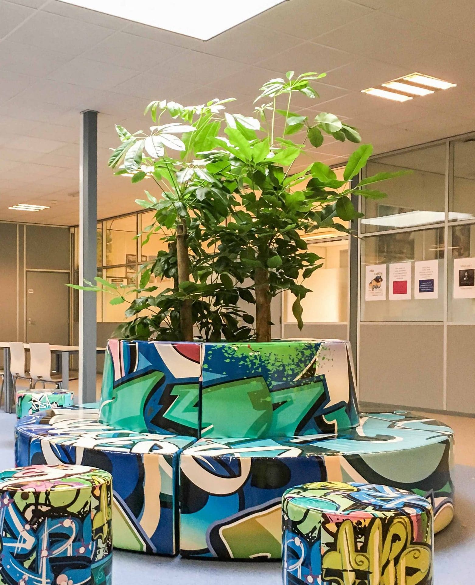 Schefflera amate in entree