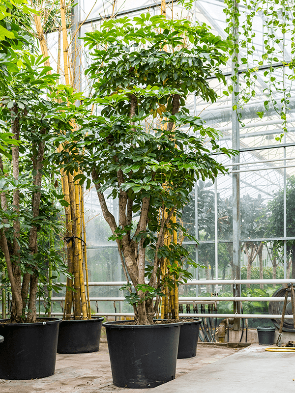 Schefflera amate