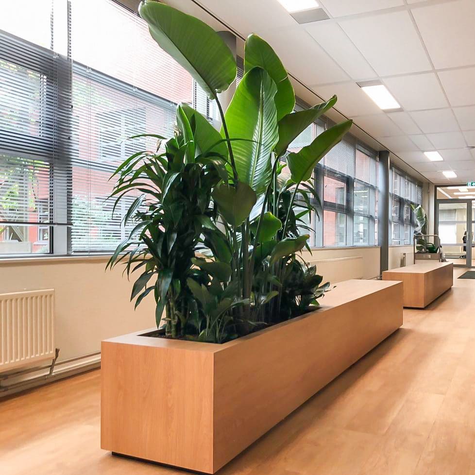Strelitzia planten groep