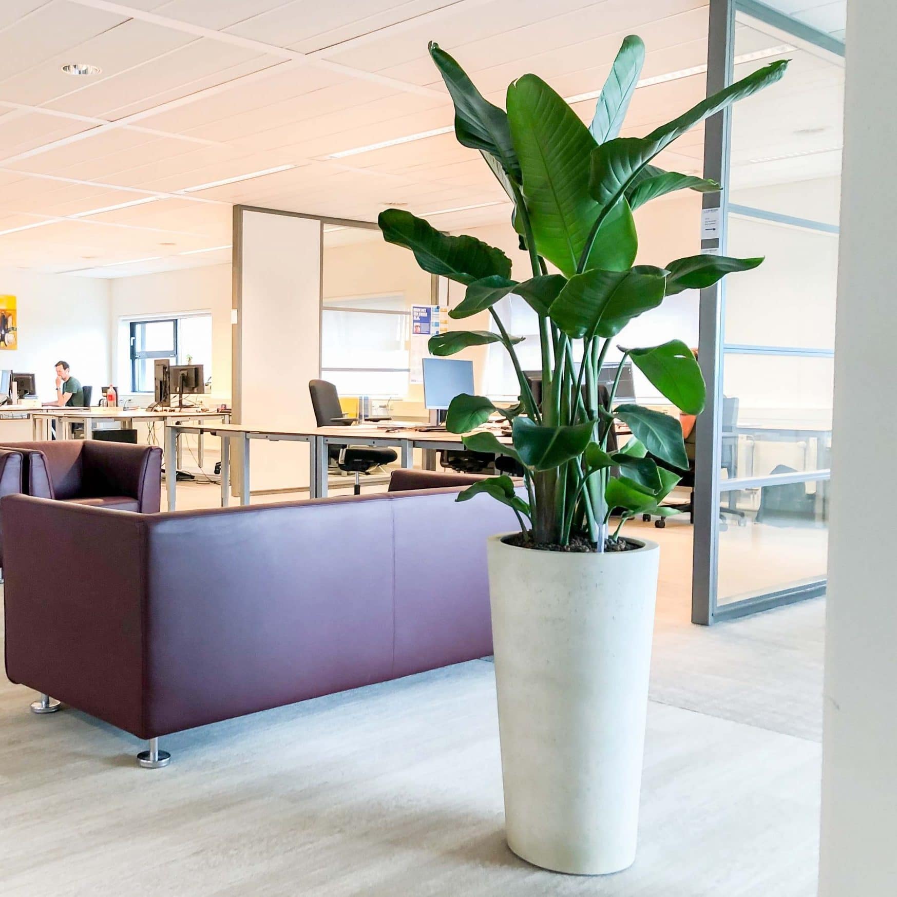 Grote kantoorplant april