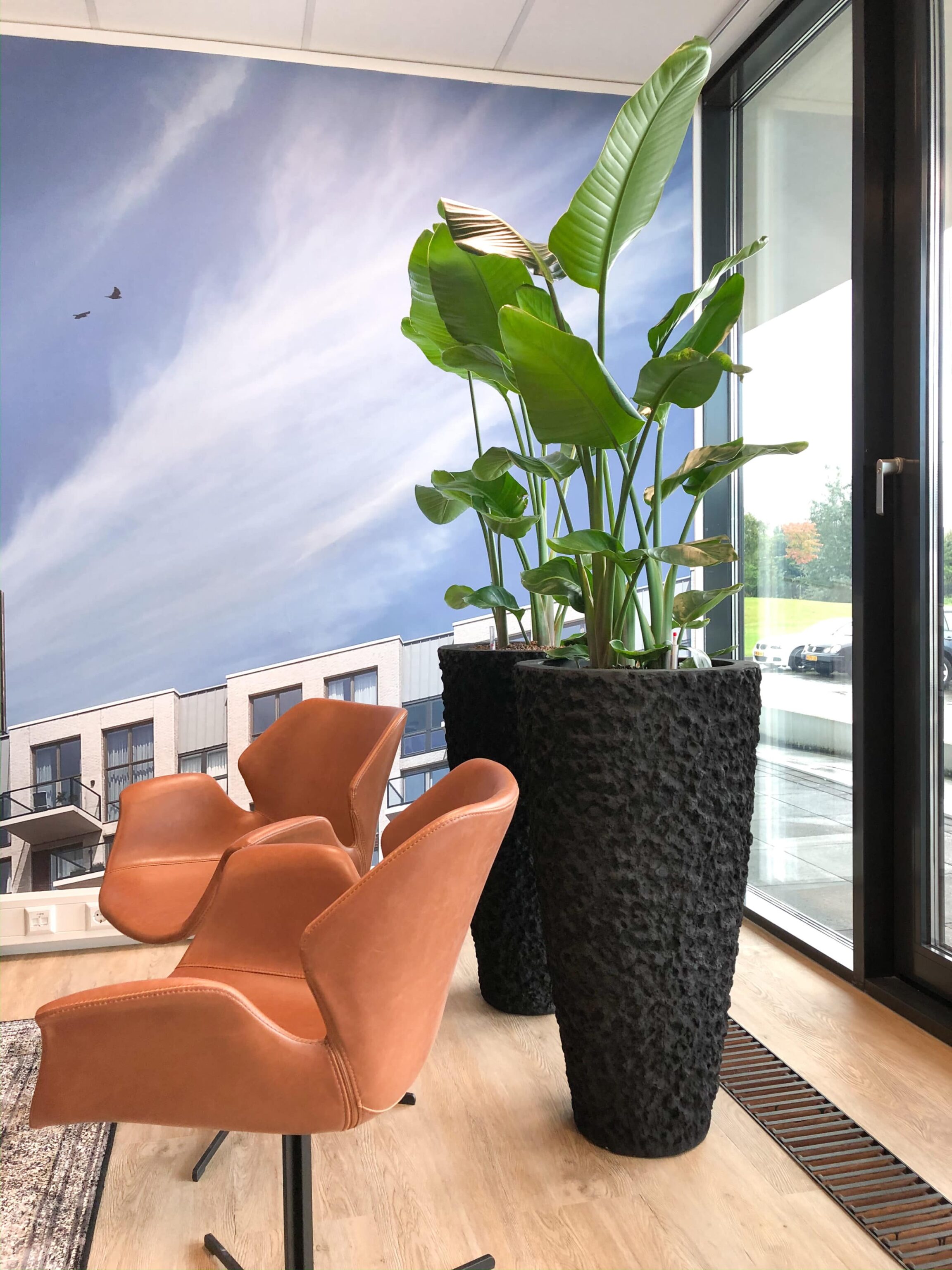 Strelitzia op kantoor Breda