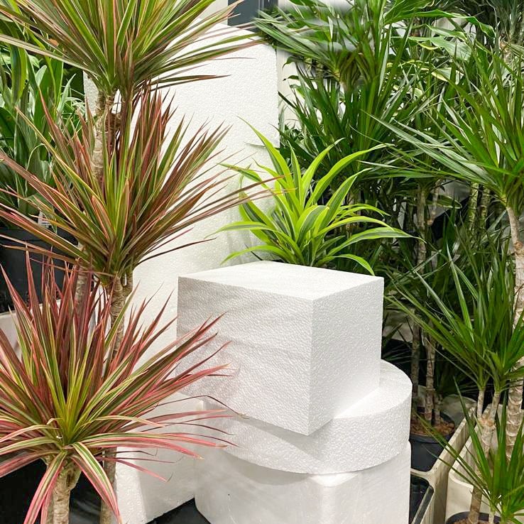 Planten interieurbeplanting