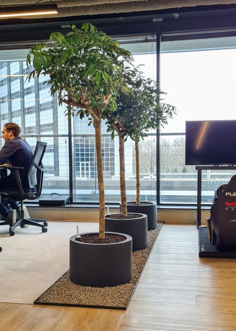 drie keer Schefflera bij Trustoo